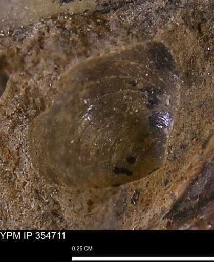 undet. Bivalvia