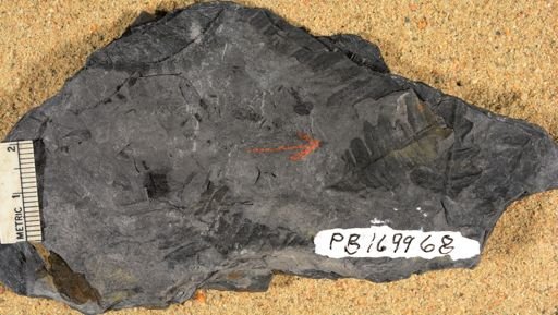 Pecopteris sp.