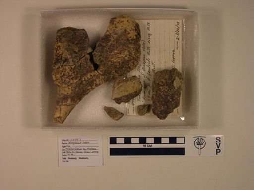 Ankylosauria