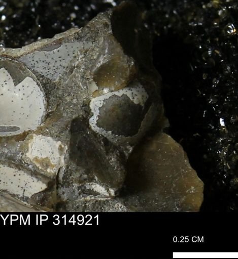 undet. Bivalvia