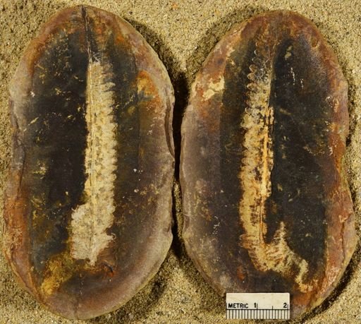 Pecopteris sp.