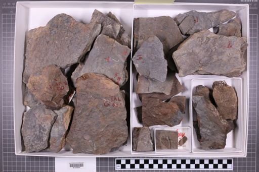 mixed taxa, stratigraphic collection
