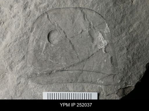 Eurypterus sp.
