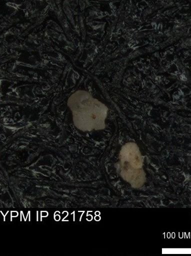 undet. Foraminiferida
