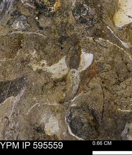 Protocardia sp.