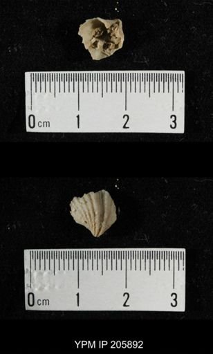 Neospirifer sp.