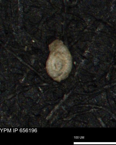 Spirolocammina planula