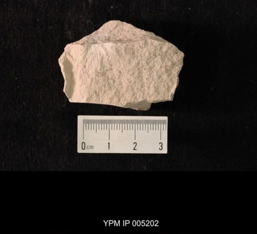 Lemmatophora typica