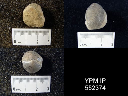 undet. Brachiopoda