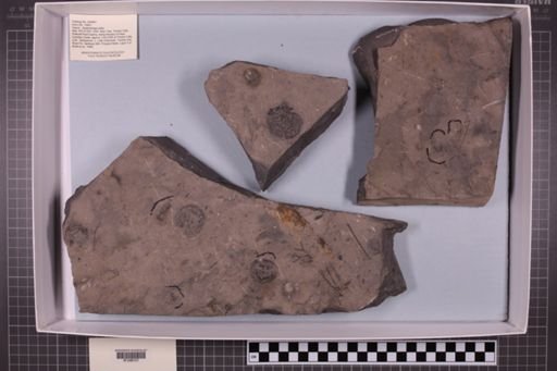 mixed taxa, stratigraphic collection