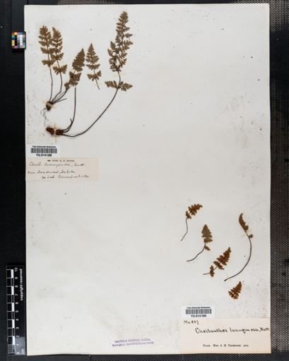 Cheilanthes