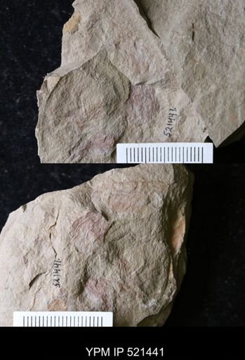 Graptolithina?