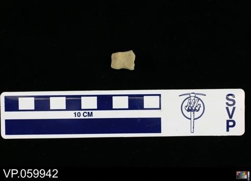 undet. Toxochelyidae