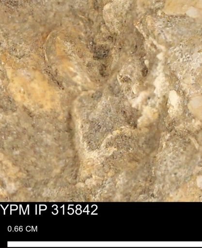 undet. Mollusca