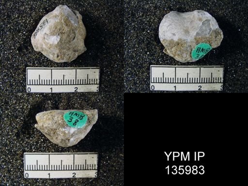 Spirigerella derbyi