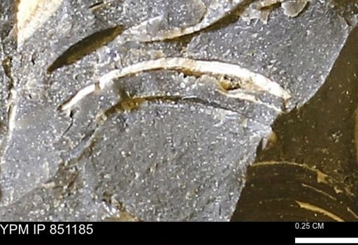 Limopsis striatopunctatus