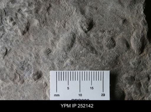 undet. Brachiopoda