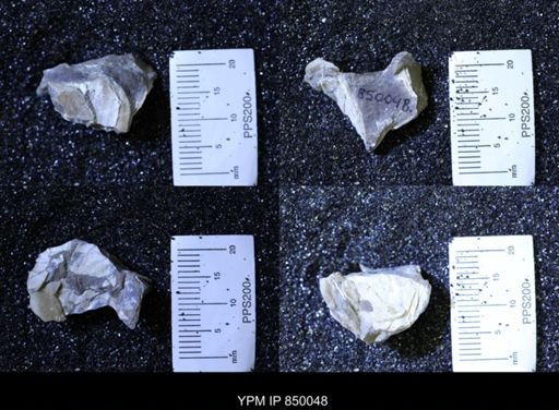 undet. Bivalvia