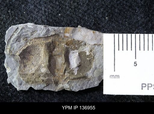 Ctenocephalus maltheus