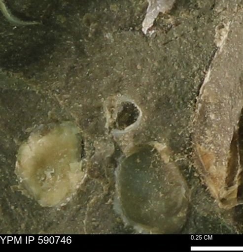 Gastropoda?