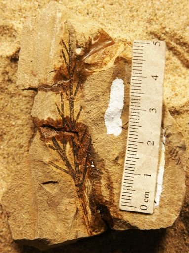 Xylopteris rigida