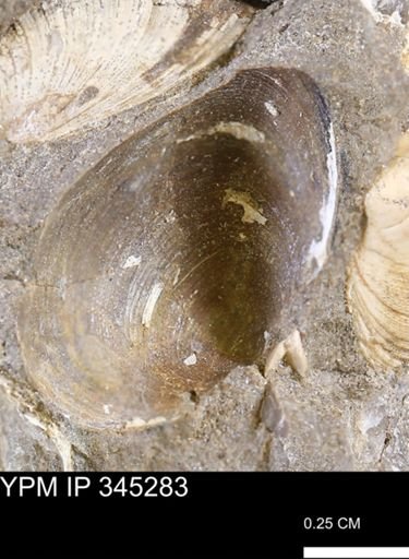 Limopsis striatopunctatus