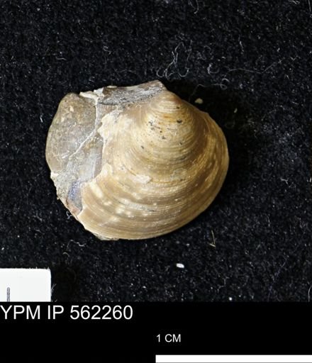 Limopsis striatopunctatus