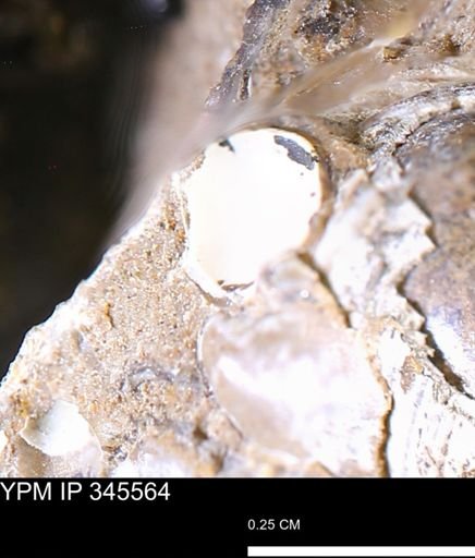 undet. Bivalvia