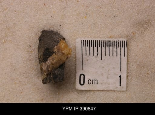 Baculites sp.