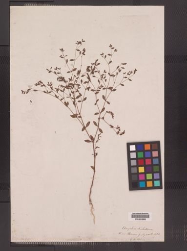 Paronychia canadensis