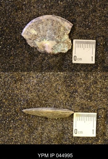 Sphenodiscus lenticularis