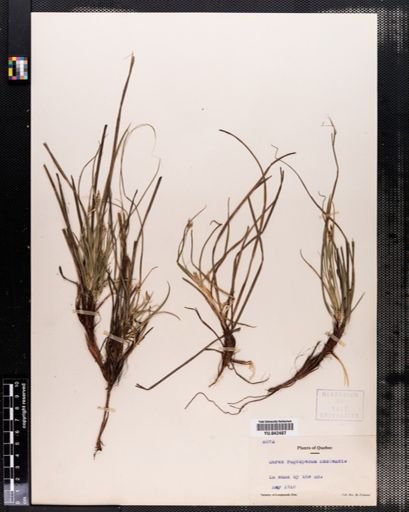 Carex vaginata
