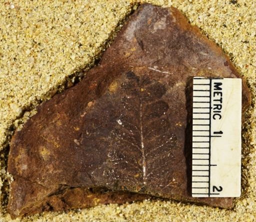 Pecopteris