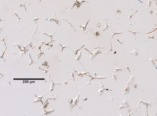Clathrina cancellata