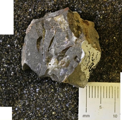 undet. Mollusca