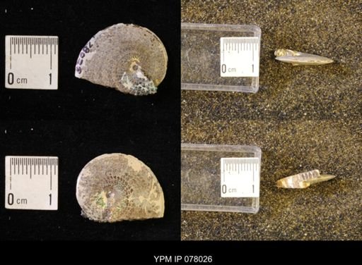 undet. Sphenodiscidae