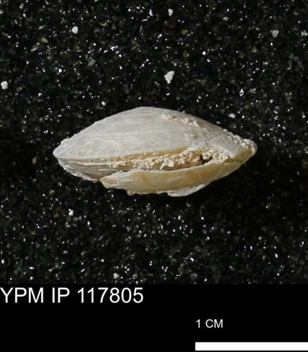 Poecilozonites bermudensis sieglindae