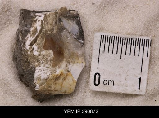 undet. Bivalvia