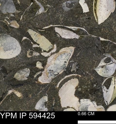Protocardia sp.