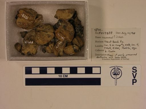 undet. Mammalia