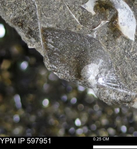 Oxytoma (Hypoxytoma) nebrascana