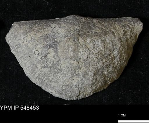 Stropheodonta kemperi