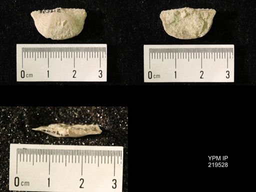 Chonetes granulifer