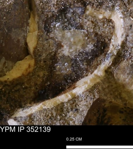undet. Bivalvia
