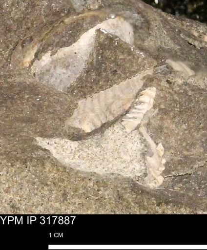 Hoploscaphites sp.