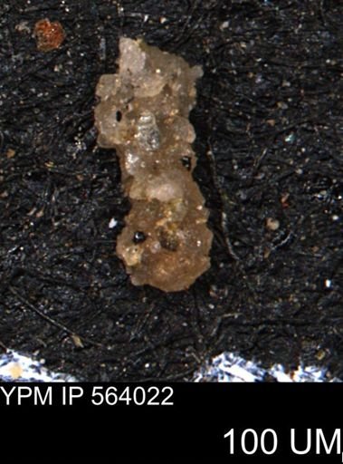 Foraminiferida