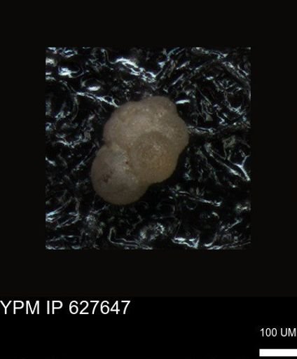 undet. Foraminiferida