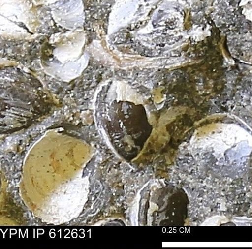 Protocardia sp.