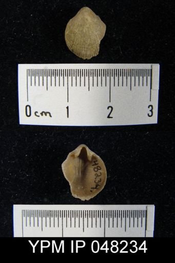 Parmorthis brownsportensis