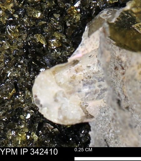 undet. Ammonoidea